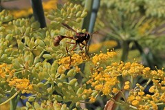 Physocephala marginata