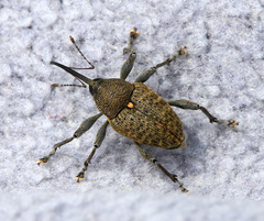 Curculio fordi