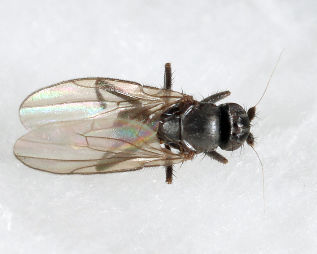 Xenolimosina