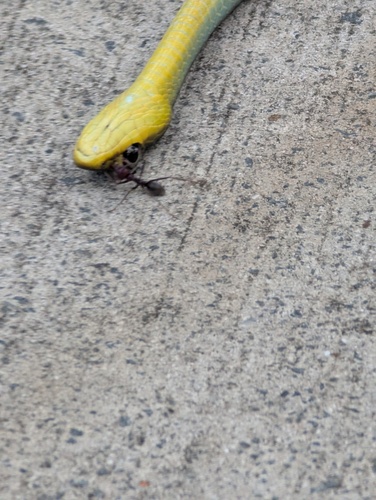 Common Tree Snake sighting