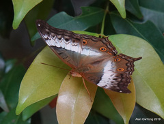 Vindula dejone erotella