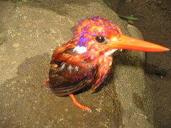 Ceyx melanurus mindanensis