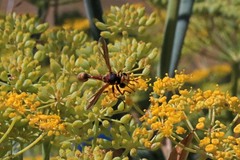 Physocephala marginata