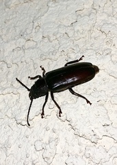 Archodontes melanopus