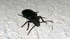 Archodontes melanopus