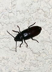 Archodontes melanopus