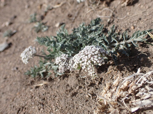 Image of Lomatium orientale by (c) Jared Shorma, some rights reserved (CC BY)