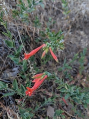 Epilobium canum garrettii