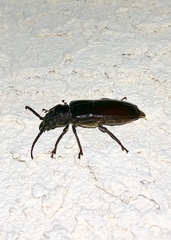 Archodontes melanopus