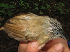 Macronus striaticeps