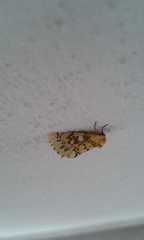 Chrysoecia dela