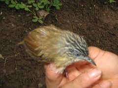 Macronus striaticeps