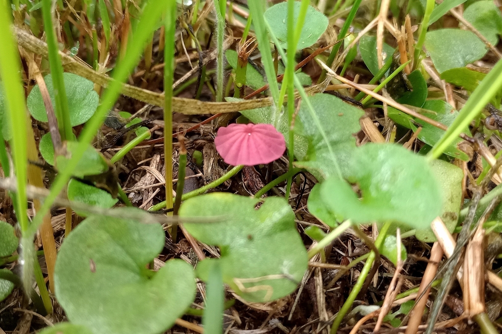 Marasmius haematocephalus · March 2025 · photo: © nataliamillans (iNaturalist, cc-by)
