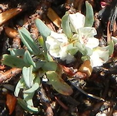 Polygonum shastense