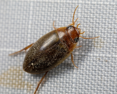 Copelatus chevrolati