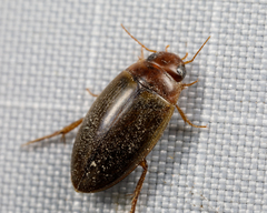 Copelatus chevrolati