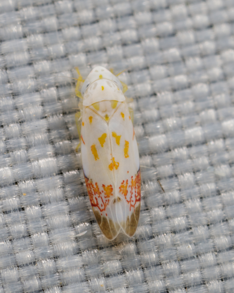 Eratoneura stephensoni