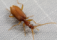 Pseudaptinus tenuicollis