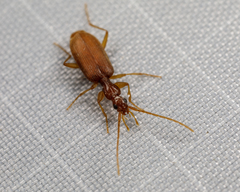 Pseudaptinus tenuicollis