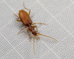 Pseudaptinus tenuicollis