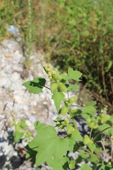 Xanthium orientale italicum