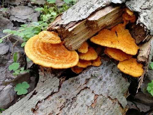 Pycnoporellus fulgens