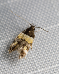 Triclonella determinatella