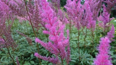 Astilbe × arendsii