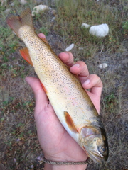 Oncorhynchus clarkii