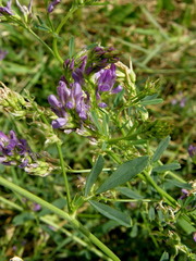 Medicago sativa sativa