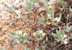 Polygonum shastense