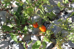 Solanum lycopersicum cerasiforme