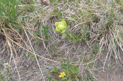 Castilleja occidentalis
