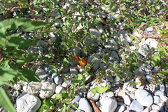 Solanum lycopersicum cerasiforme