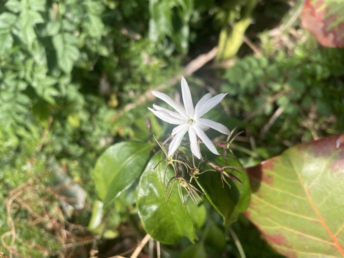 Jasminum laurifolium iNat (2)