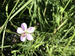 Geranium californicum