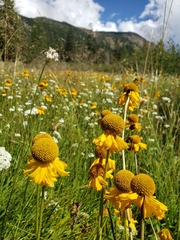 Helenium bigelovii