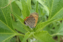 Lycaena phlaeas daimio