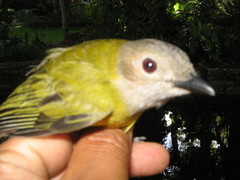 Pachycephala philippinensis