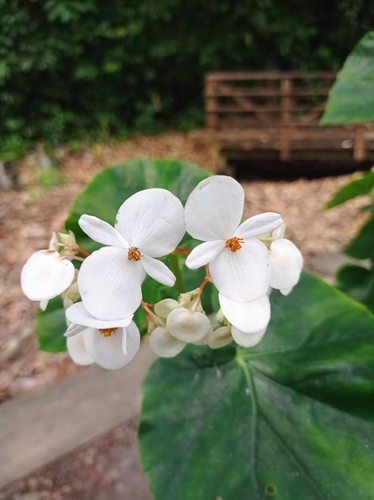 Begonia fenicis iNat (1)