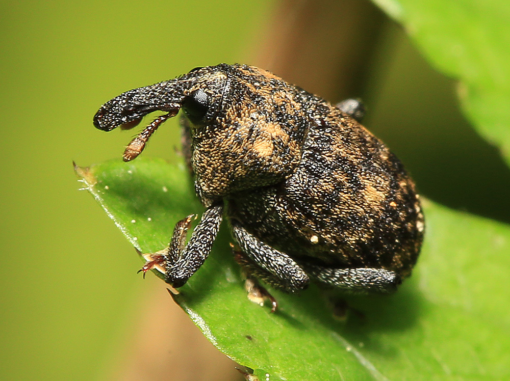 Syrotelus septentrionalis