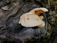Lentinus pilososquamulosus