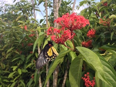 Troides helena cerberus