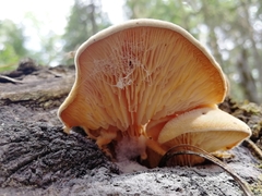 Lentinus pilososquamulosus