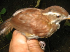 Ptilocichla mindanensis
