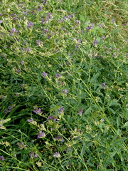 Medicago sativa sativa