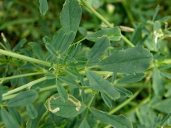 Medicago sativa sativa