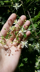 Clematis apiifolia