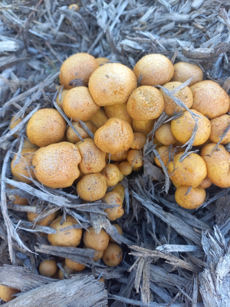 Gymnopilus junonius · March 2025 · photo: © meurkc (iNaturalist, cc-by)