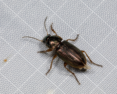 Anisodactylus laetus